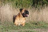 BULLMASTIFF 163